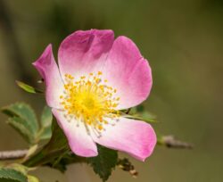 Alberta wild pink rose. We discuss if you can eat the Alberta Wild Rose or not. The answer is yes.