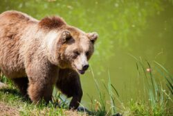 grizzly bear walking beside pond. The best places to find grizzly bears in Alberta, Canada.
