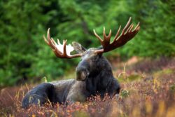 Bill moose lying in the grass. Where to see moose in Alberta, Canada.