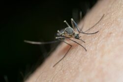 macro shot of a mosquito on human skin. When does mosquito season start and end in alberta canada.