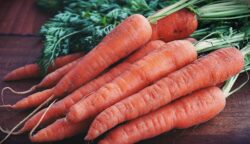 close up photography of orange carrots. Best times of the year to plant vegetables in Alberta canada.