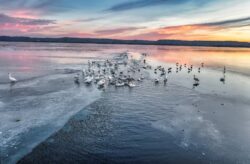 flock of birds on the beach. Where and when you can legally hunt snow geese in Alberta, Canada.