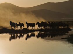 wild horses reflecting in a pond. These are the places you can see wild feral horses roaming free in Alberta, Canada.
