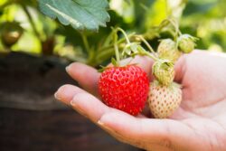 person holding red strawberry on the vine. When to transplant strawberries in alberta canada.