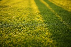 closeup photography of grass field. When should you power rake your lawn in alberta canada.