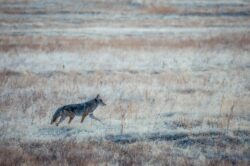 calm coyote walking along dry grassy Alberta terrain. All about selling coyote pelts in Alberta, Canada.